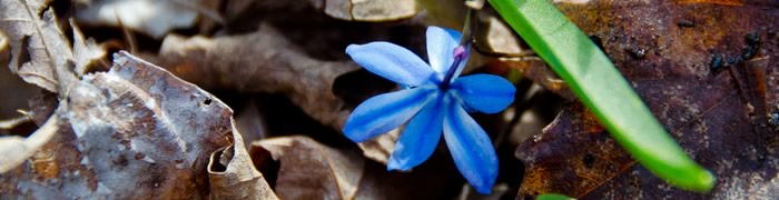 Blüte